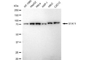 Western blotting analysis using STAT1 antibody (ABIN7800336). (Rekombinanter STAT1 Antikörper)