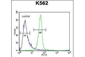 ANR52 Antibody (N-term) (ABIN654762 and ABIN2844445) flow cytometric analysis of K562 cells (right histogram) compared to a negative control cell (left histogram). (ANKRD52 Antikörper  (N-Term))
