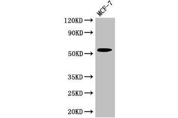CYP51A1 抗体  (AA 270-437)