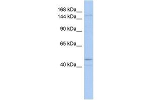 WB Suggested Anti-SKIV2L Antibody Titration:  0. (SKIV2L Antikörper  (Middle Region))