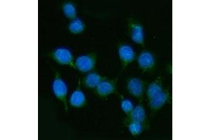 IF analysis of PP11/ENDOU using anti-PP11/ENDOU antibody (ABIN7600552).
