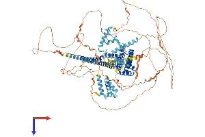 CHERP Protein (AA 1-936) (His tag)