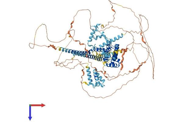CHERP Protein (AA 1-936) (His tag)