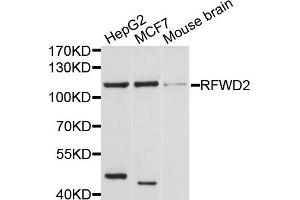 Western blot analysis of extracts of various cell lines, using RFWD2 antibody. (RFWD2 Antikörper)