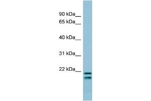 WB Suggested Anti-SFTPC Antibody Titration:  0. (Surfactant Protein C Antikörper  (N-Term))