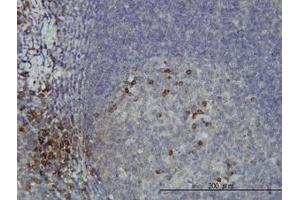 Image no. 1 for anti-dephospho-CoA Kinase Domain Containing (DCAKD) (AA 113-201) antibody (ABIN466243) (DCAKD Antikörper  (AA 113-201))