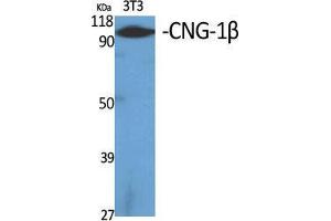 Western Blot (WB) analysis of specific cells using CNG-1beta Polyclonal Antibody. (GARP Antikörper  (Internal Region))