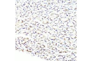 Immunohistochemistry of paraffin-embedded mouse stomach using PRPF8 antibody at dilution of 1:100 (x40 lens). (PRPF8 Antikörper)