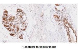 Immunohistochemistry (IHC) image for anti-Ubiquitin-Conjugating Enzyme E2L 6 (UBE2L6) (AA 1-152), (N-Term) antibody (ABIN317574)