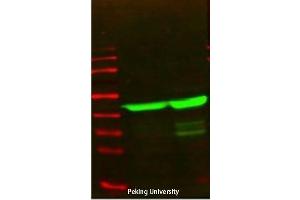 Western Blot (WB) analysis: Please contact us for more details. (Actin Antikörper)