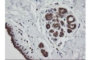 Image no. 1 for anti-Mitochondrial Ribosomal Protein S34 (MRPS34) antibody (ABIN1499564) (MRPS34 Antikörper)