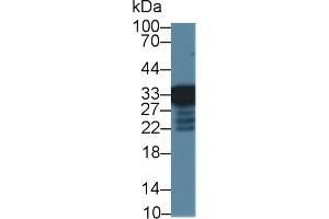 Western Blot; Sample: Mouse Liver lysate; Primary Ab: 1µg/ml Rabbit Anti-Mouse RGN Antibody Second Ab: 0. (Regucalcin Antikörper  (AA 1-299))