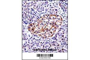 TAC3 Antibody immunohistochemistry analysis in formalin fixed and paraffin embedded human pancreas tissue followed by peroxidase conjugation of the secondary antibody and DAB staining. (Tachykinin 3 Antikörper  (AA 54-83))