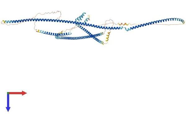 GCC1 Protein (AA 1-778) (His tag)