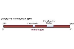 Image no. 2 for anti-E1A Binding Protein P300 (EP300) antibody (ABIN967440) (p300 Antikörper)