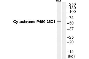 Western blot analysis of extracts from Hela cells, using CP26C antibody. (CYP26C1 Antikörper  (C-Term))