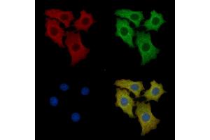 Laminin 2 alpha Mouse Monoclonal Antibody staining HepG2 cells by IF/ICC. (Laminin Antikörper  (N-Term))
