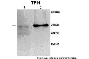 Sample type: 1. (TPI1 Antikörper  (N-Term))
