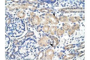 KCNAB2 antibody was used for immunohistochemistry at a concentration of 4-8 ug/ml to stain EpitheliaI cells of renal tubule (arrows) in Human Kidney. (KCNAB2 Antikörper  (Middle Region))
