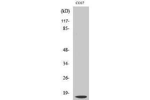 Western Blotting (WB) image for anti-Cathepsin D (CTSD) (Cleaved-Gly65), (Light Chain) antibody (ABIN3172759) (Cathepsin D Antikörper  (Cleaved-Gly65, Light Chain))