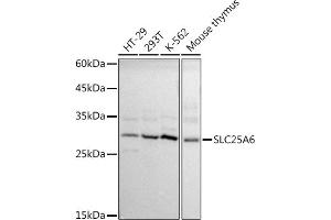 Western blot analysis of extracts of various cell lines, using SLC25 antibody (ABIN1682768, ABIN3017839, ABIN3017840 and ABIN6220286) at 1:1000 dilution. (SLC25A6 Antikörper  (AA 1-298))