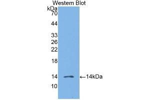 Detection of Recombinant MIP3b, Human using Polyclonal Antibody to Macrophage Inflammatory Protein 3 Beta (MIP3b) (CCL19 Antikörper  (AA 22-98))