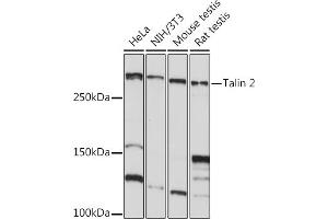 Western blot analysis of extracts of various cell lines, using Talin 2 Rabbit mAb (ABIN7270720) at 1:1000 dilution. (TLN2 Antikörper)