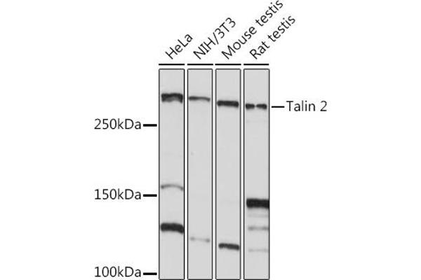 TLN2 Antikörper