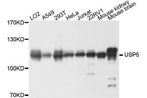 Western blot analysis of extracts of various cell lines, using USP5 antibody (ABIN5972330) at 1/1000 dilution. (USP5 Antikörper)