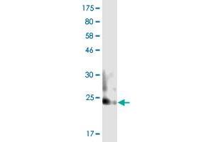 Western Blotting (WB) image for anti-Tumor Necrosis Factor (Ligand) Superfamily, Member 8 (TNFSF8) (AA 63-234) antibody (ABIN2752620)