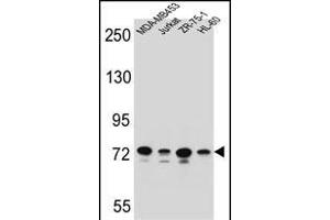 PCDHB15 Antibody (N-term) (ABIN655956 and ABIN2845342) western blot analysis in MDA-M,Jurkat,ZR-75-1,HL-60 cell line lysates (35 μg/lane). (PCDHB15 Antikörper  (N-Term))