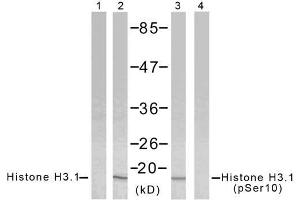 Western blot analysis of extract from HeLa cells using Histone H3. (Histone H3.1 Antikörper)