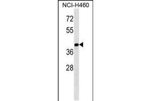 Western blot analysis in NCI-H460 cell line lysates (35ug/lane). (MAGEB10 Antikörper  (AA 88-116))