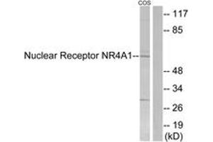 Western Blotting (WB) image for anti-Nuclear Receptor Subfamily 4, Group A, Member 1 (NR4A1) (AA 317-366) antibody (ABIN2888917) (NR4A1 Antikörper  (AA 317-366))