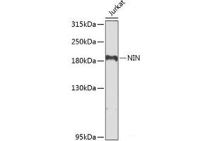 Western blot analysis of extracts of Jurkat cells using NIN Polyclonal Antibody at dilution of 1:1000. (Ninein Antikörper)