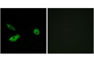 Immunofluorescence (IF) image for anti-Olfactory Receptor, Family 5, Subfamily AR, Member 1 (OR5AR1) (AA 239-288) antibody (ABIN2891021) (OR5AR1 Antikörper  (AA 239-288))