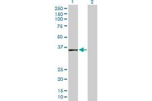 Western Blot analysis of AEN expression in transfected 293T cell line by AEN MaxPab polyclonal antibody. (AEN Antikörper  (AA 1-325))
