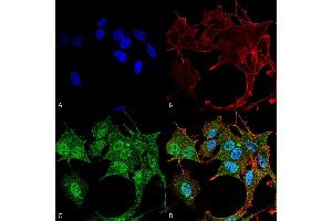 Immunocytochemistry/Immunofluorescence analysis using Rabbit Anti-ATG4B Polyclonal Antibody . (ATG4B Antikörper  (AA 94-106))