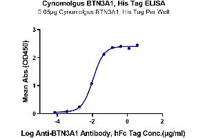 ELISA image for Butyrophilin, Subfamily 3, Member A1 (BTN3A1) (AA 1-219) protein (His-Avi Tag) (ABIN7274001)