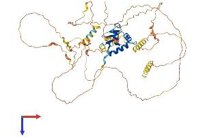 ERF Protein (AA 1-551) (His tag)
