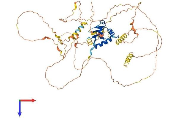 ERF Protein (AA 1-551) (His tag)