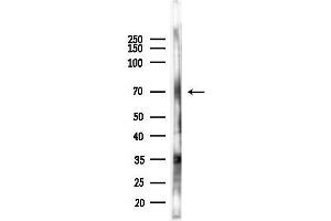 Western blot analysis of lysates from Hela cells(heat-shock 45 min treatment), using GPR162 Antibody at 1/1000 dilution. (GPR162 Antikörper  (N-Term))