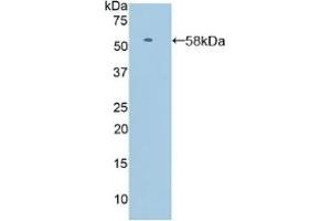 Western Blotting (WB) image for anti-Selectin L (SELL) (AA 109-346) antibody (ABIN7430888)