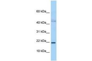 Image no. 1 for anti-Jun Dimerization Protein 2 (JDP2) (N-Term) antibody (ABIN6747974) (JDP2 Antikörper  (N-Term))