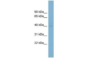 WB Suggested Anti-PON3  Antibody Titration: 0. (PON3 Antikörper  (Middle Region))