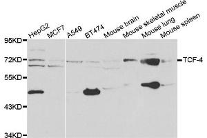 Western blot analysis of extracts of various cell lines, using TCF4 antibody. (TCF4 Antikörper)