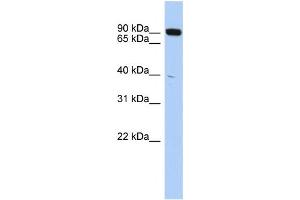 Western Blotting (WB) image for anti-CXXC Finger Protein 1 (CXXC1) antibody (ABIN2457965) (CXXC1 Antikörper)