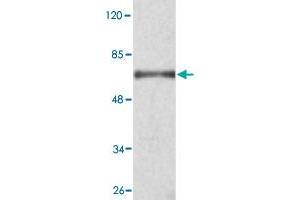 Western blot analysis of KDM3A monoclonal antibody  at 1 : 2000 dilution interacts with recombinant KDM3A protein with a GST tag. (KDM3A Antikörper  (C-Term))