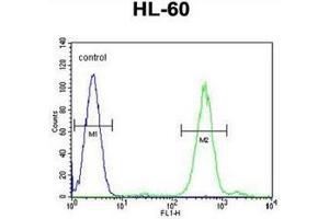 Flow cytometric analysis of HL-60 cells using FOXC2 Antibody  (right histogram) compared to a negative control cell (left histogram).