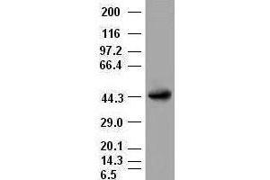 A1AT antibody (3C5) at 1:2000 dilution + lysates from HEK-293T transfected with human A1AT expression vector (SERPINA1 Antikörper  (AA 26-418))
